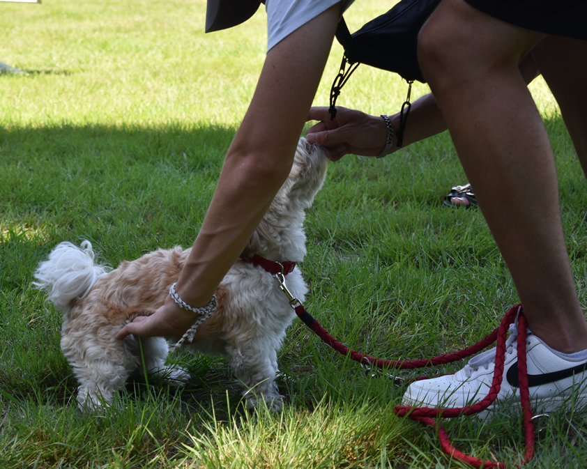 Mensch und Hund im gemeinsamen Training