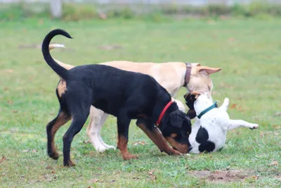 Welpen Schule auf dem Hundeplatz