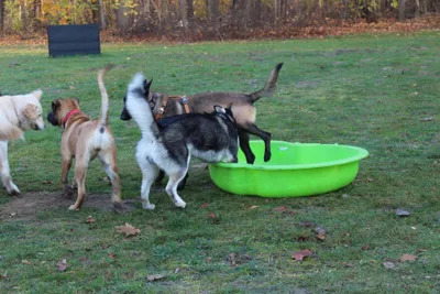 Junghund Schule auf dem Hundeplatz