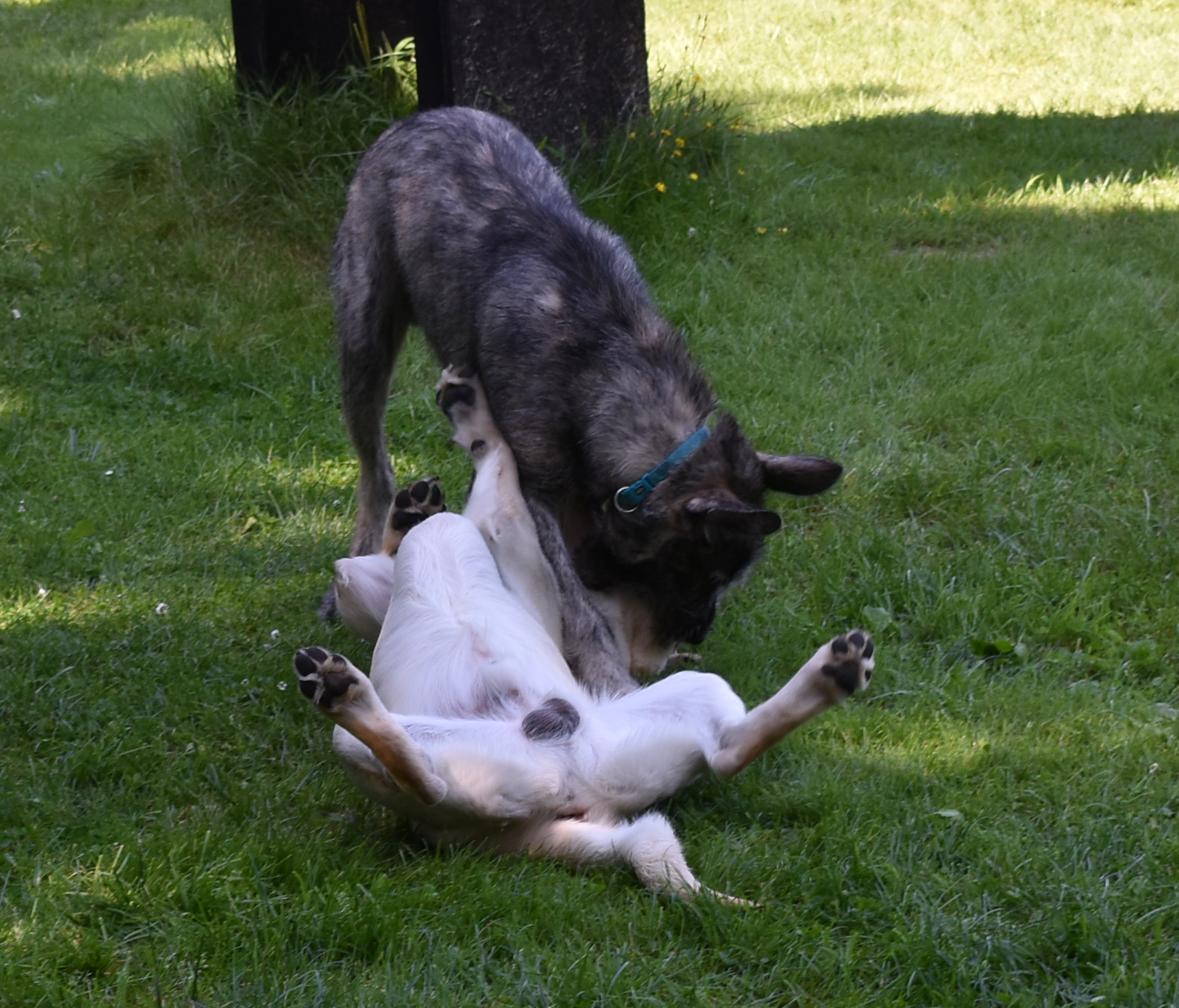 Junghund im Training