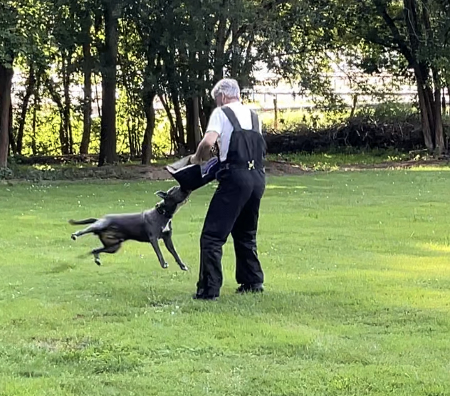 Schutzdienst Übung auf dem Hundeplatz