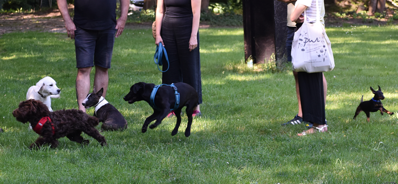 Welpen beim Spielen und Lernen