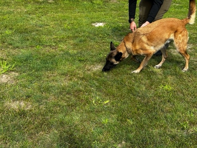 Fährtenarbeit bei Dog City