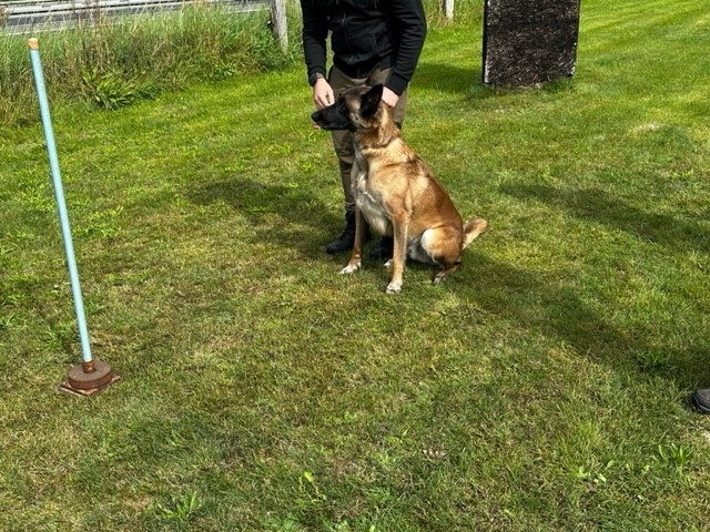 Begleithundeprüfung Training 1