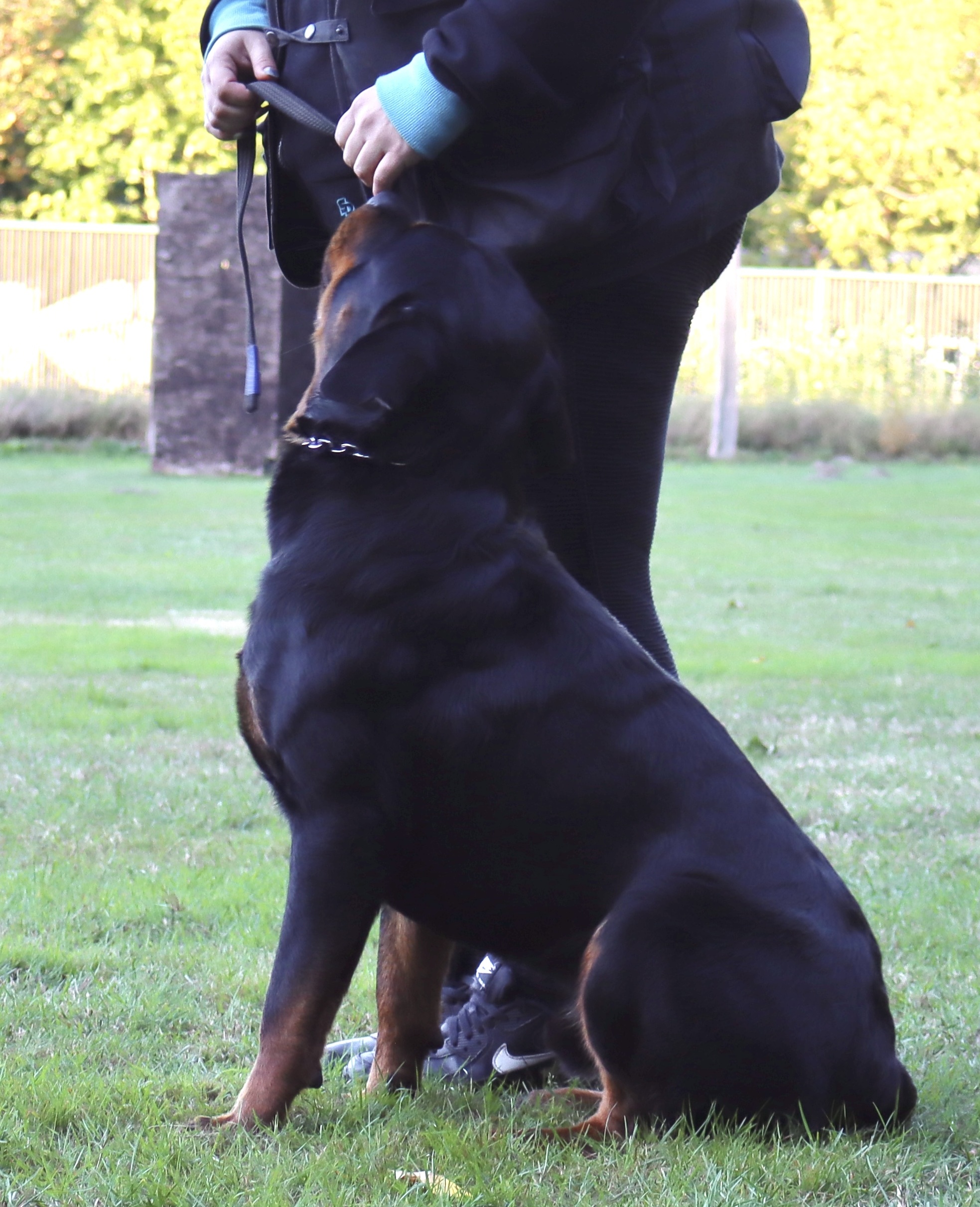 Begleithundeprüfung mit Alltagssituation