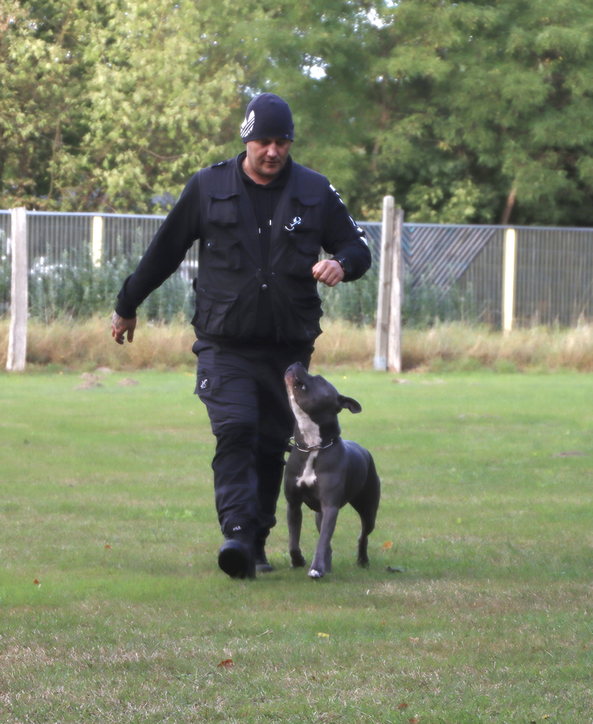 Hund bei der Begleithundeprüfung auf dem Platz