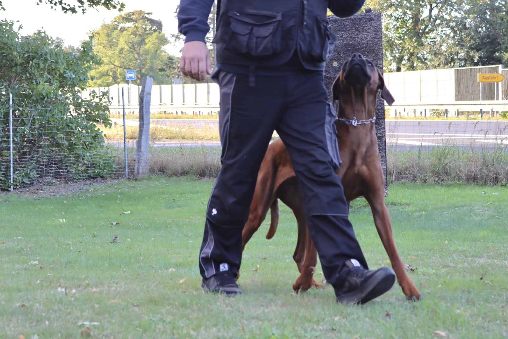 Begleithundeprüfung Training 2