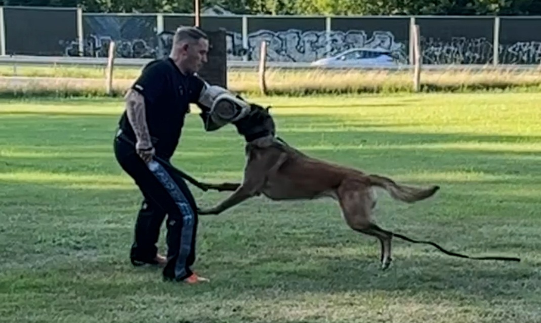 Schutzdienst Training bei Dog City