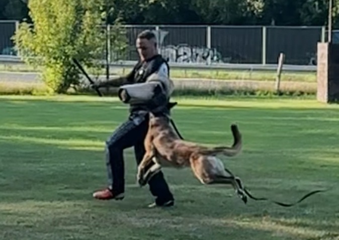Schutzdienst Training mit Helfer